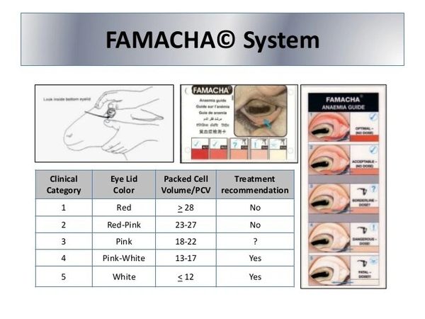 FAMACHA parasite load system indicator card