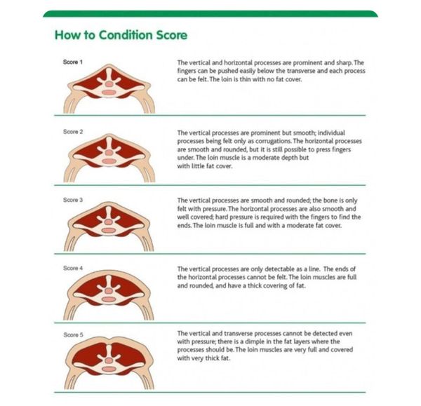 Body scoring chart