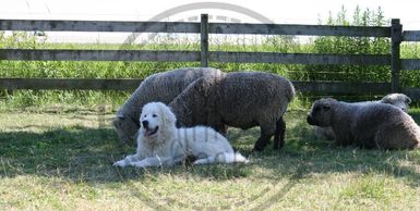 Baby Bruce laying in the field with his sheep