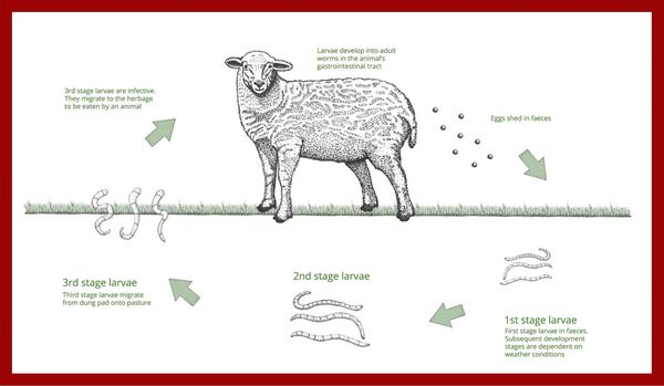 Parasite life cycle chart