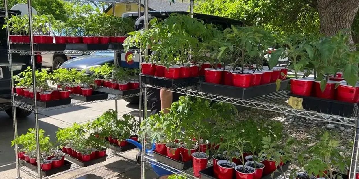 Variety of Heirloom Tomato Plants started from seed