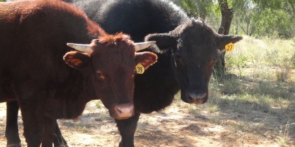 Devon and Angus Steers