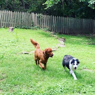 Bear and KT are from different homes but they became instant friends and furrever playmates!