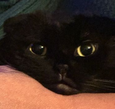 Close-up of a black cat with wide eyes.