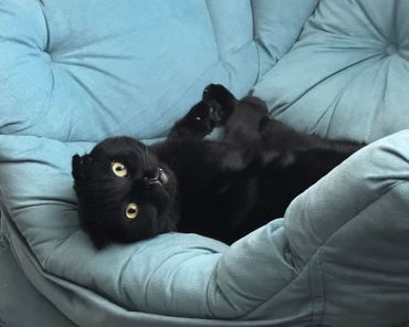 Black cat lounging on a blue cushioned chair.
