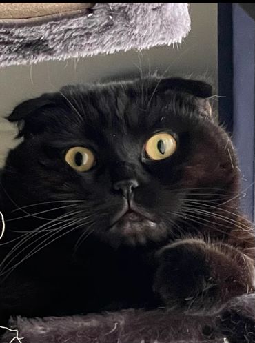 Close-up of a black cat with wide yellow eyes.