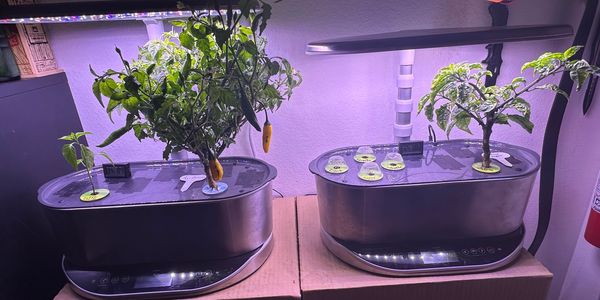 Pepper Breeding