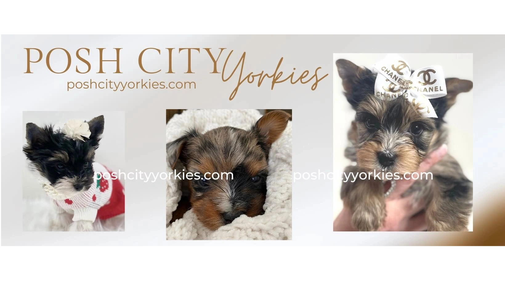 Miniature yorkie breeders sales