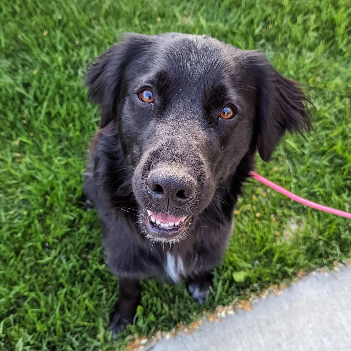 Black dog training for loose leash walking and reactivity