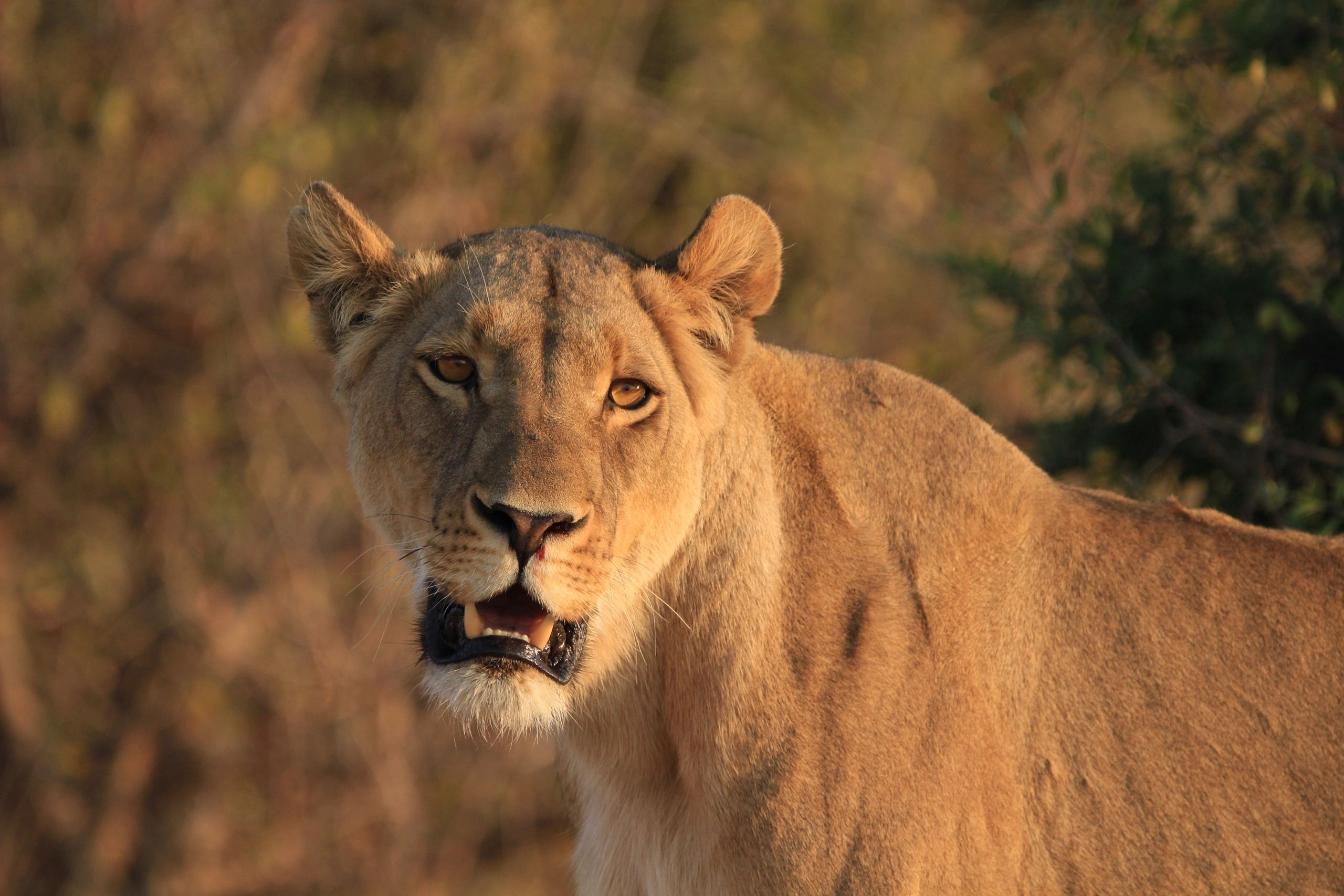 Royal Experience Safaris, Lion in the Hwange National Park, Zimbabwe