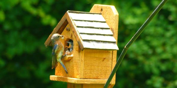 Brown and Blue Bird on Brown Wooden Bird House