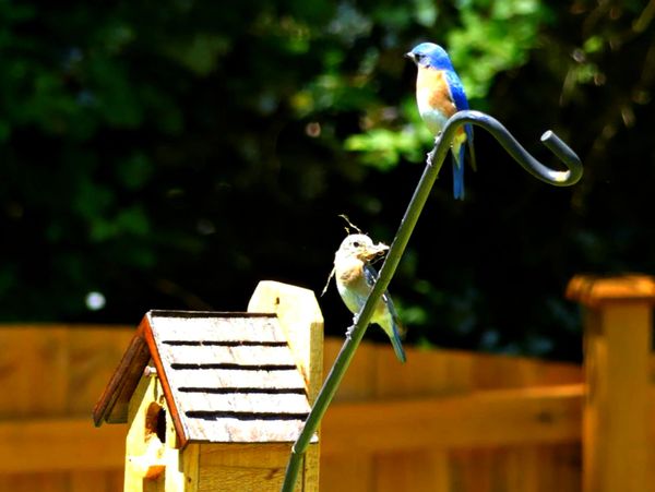 Two blue birds standing on the wooden house