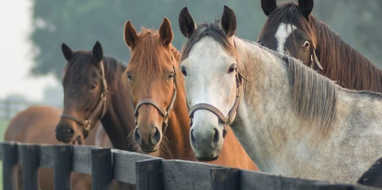 DIY Horse Sugar Cubes - Horse Illustrated