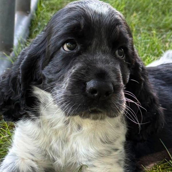 Our last available male. July 2026