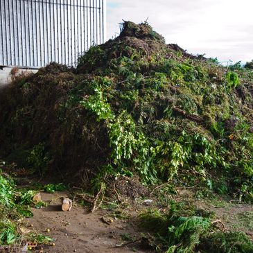 Large pile of garden waste and green vegetation near a shed.