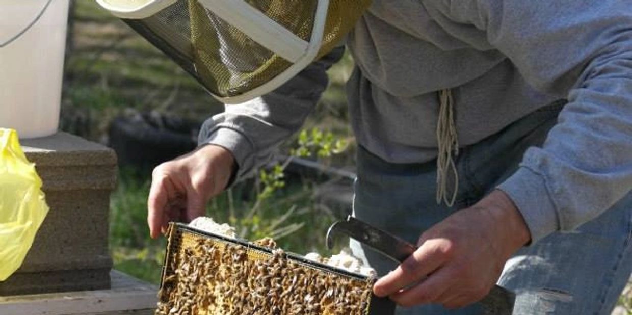 beekeeping honey bees hives Nebraska raw local honey