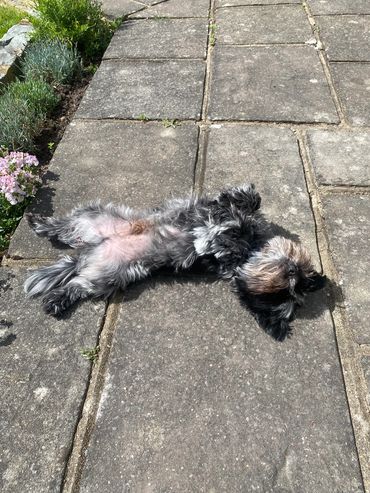 Little terrier