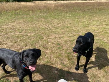 2 labradors