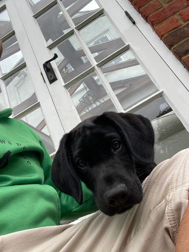 Labrador puppy
