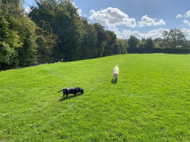 Labrador and sausage dog