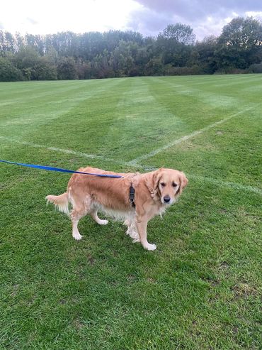 Golden retriever