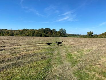 Labradors playing
