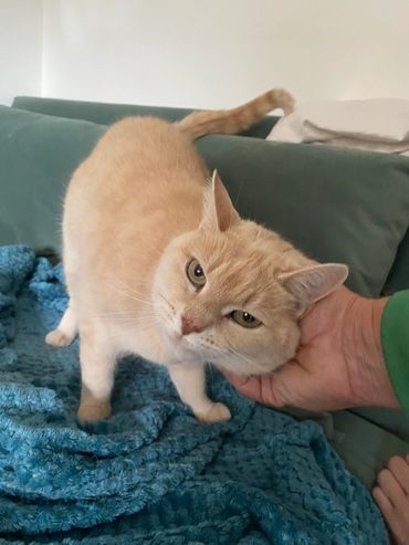 Cat having fuss