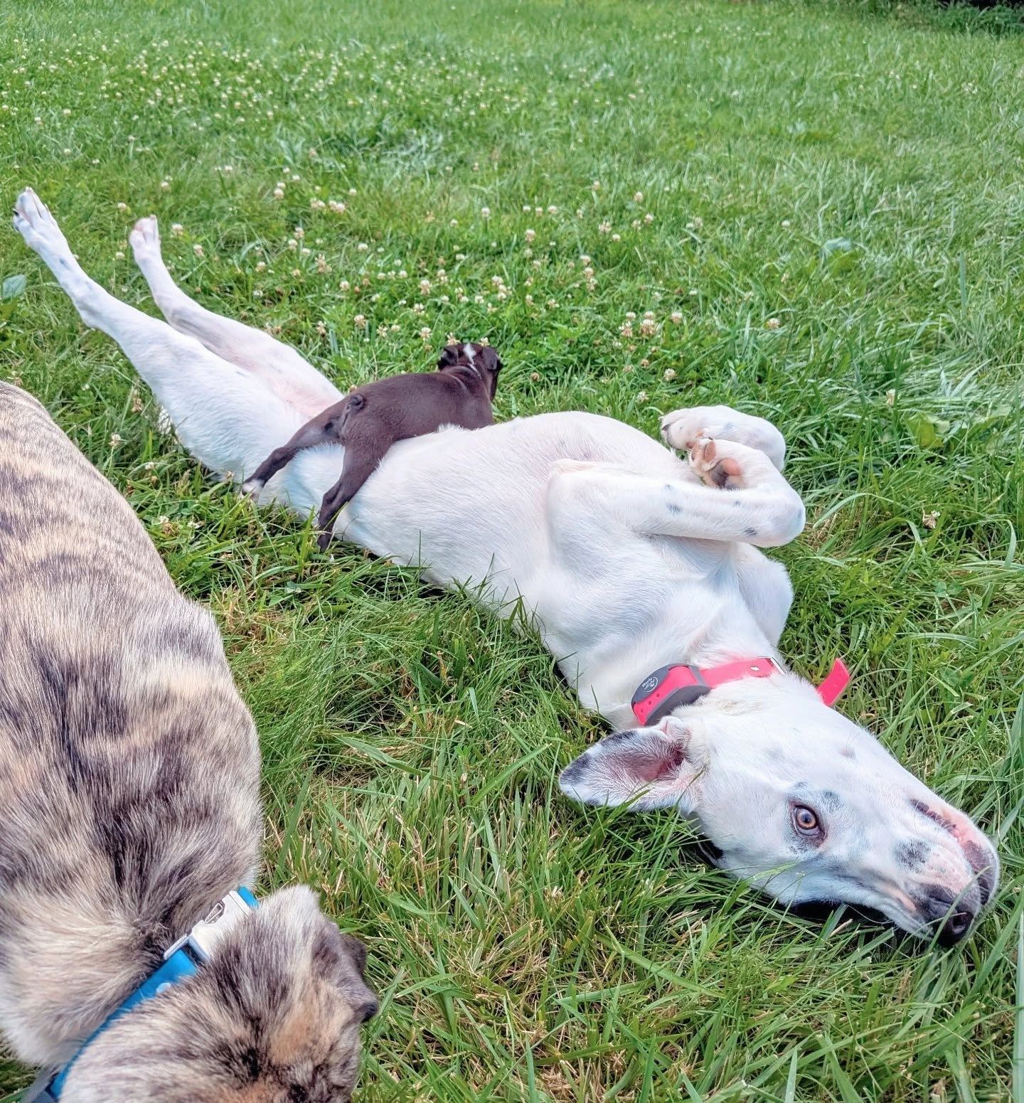 Puppy training with Bull Run K9