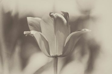 Monotone Florals