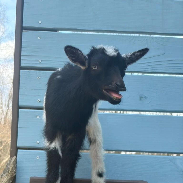 A small black and white goat standing on wooden steps with a blue background.