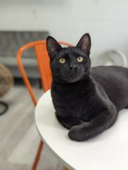 family cats　0728 SYLVANIAN FAMILIES Midnight Cat Family ***2021 NEW LINES