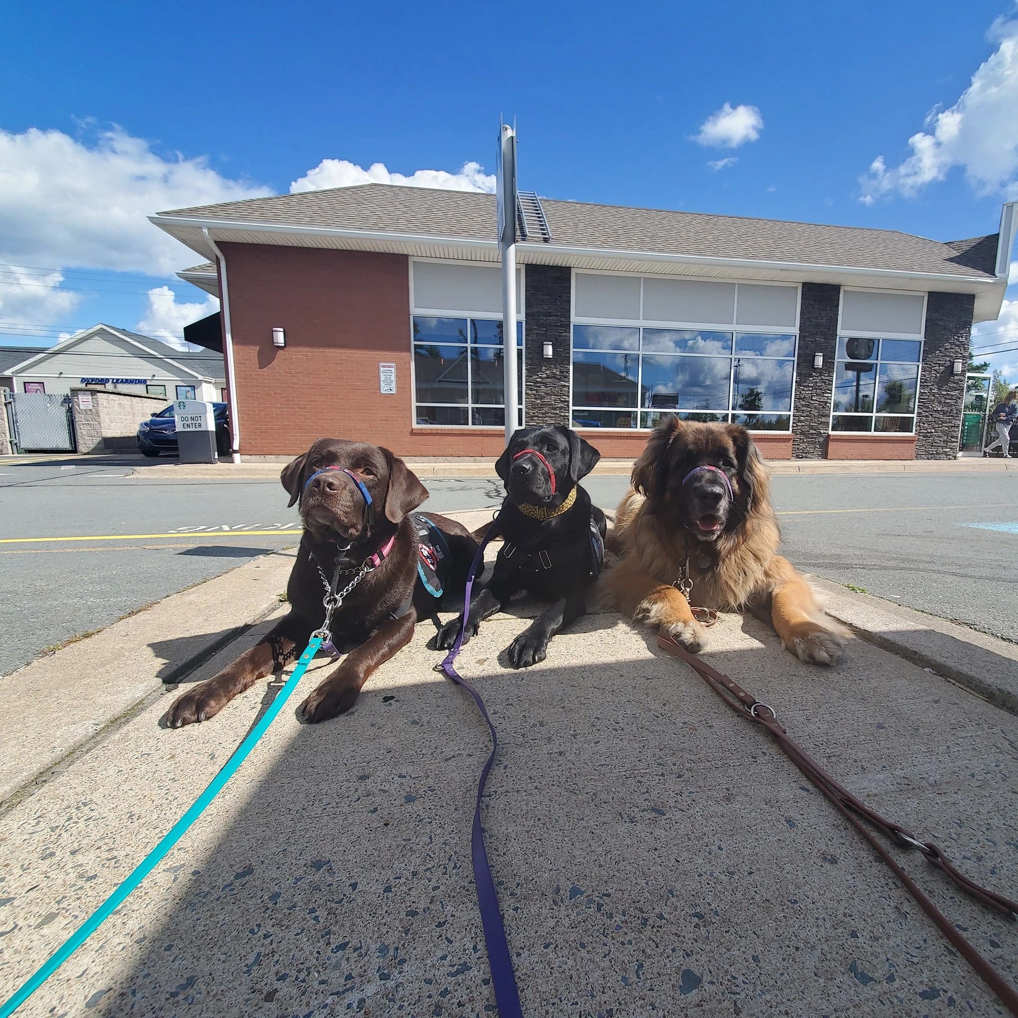 K9PAD Service Dogs Ehlers Danlos Syndrome