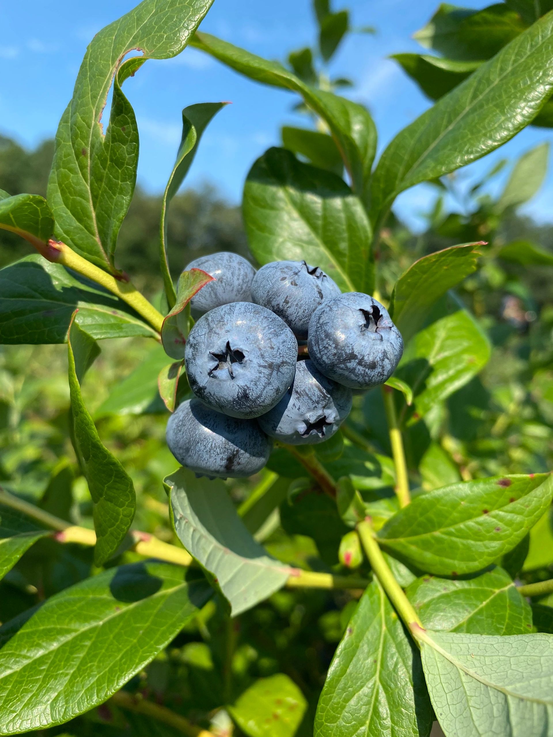 Gianetti's U-Pick Blueberries in Franklin, Massachusetts