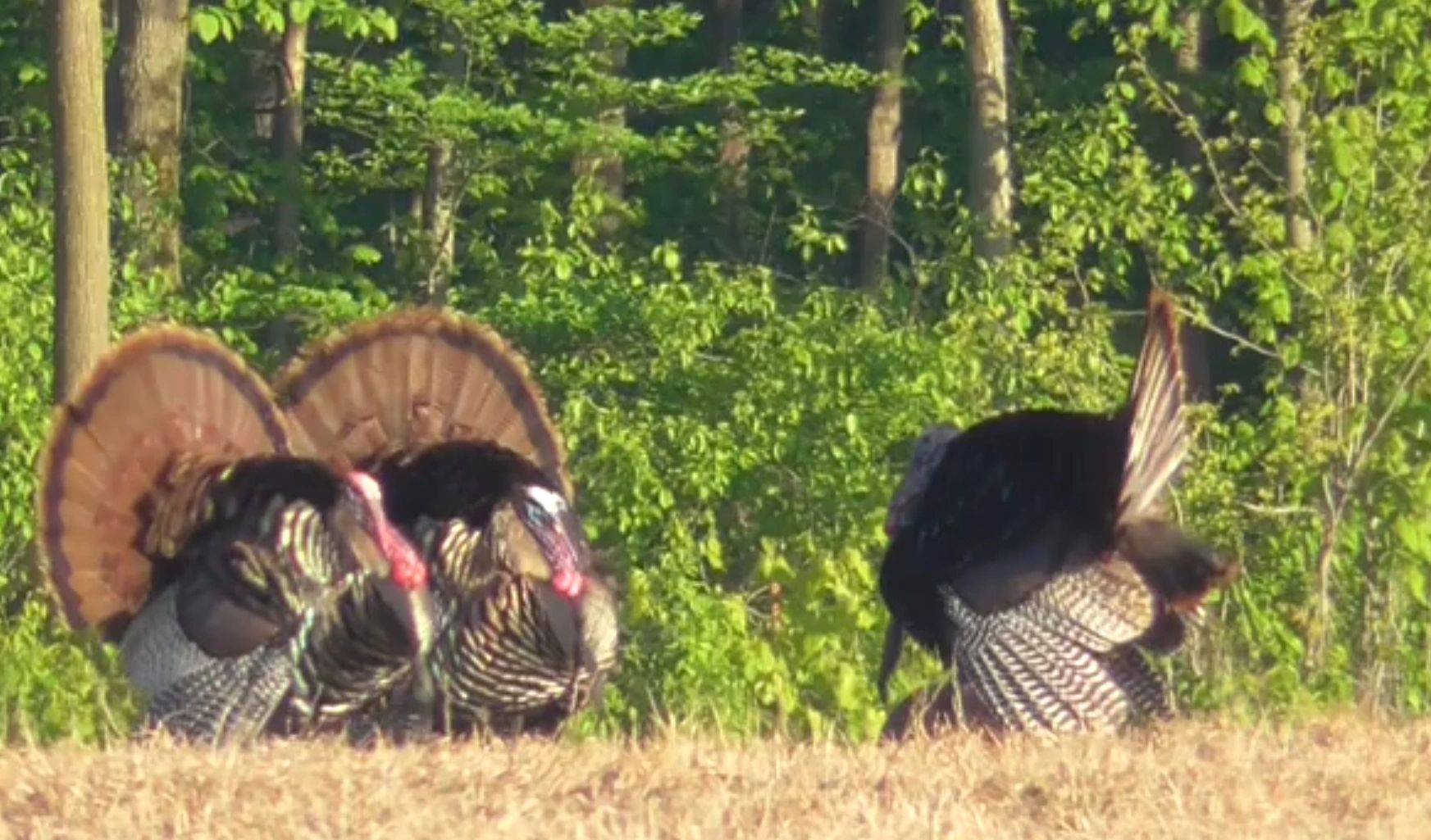 My First Turkey Hunt