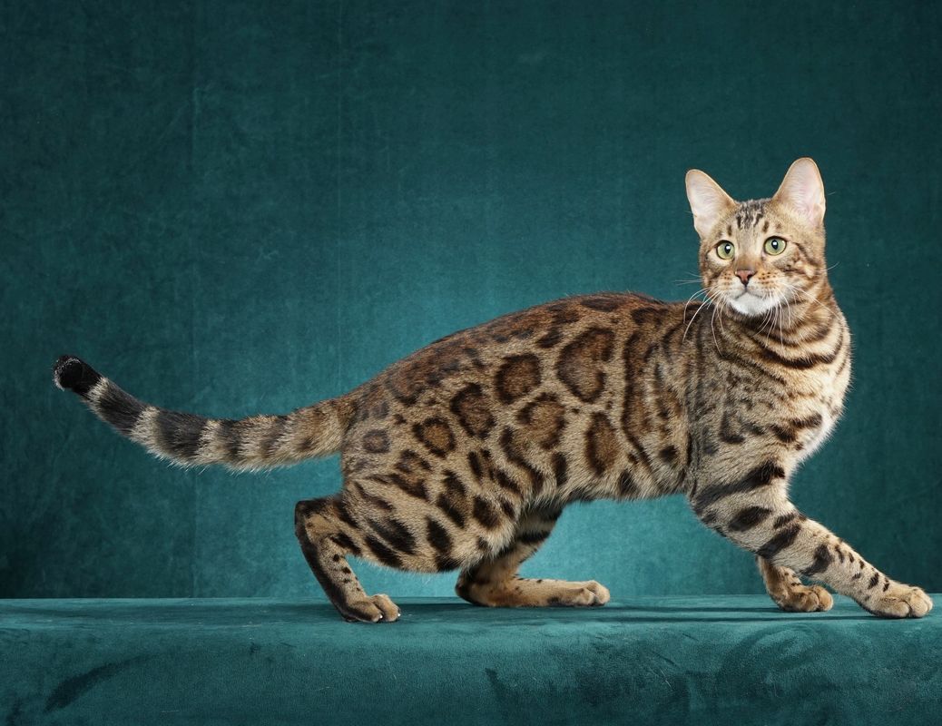 BoutiqueCats Bengals: Bengal Kittens for Sale