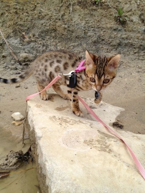 BoutiqueCats Bengals: Bengal Kittens for Sale