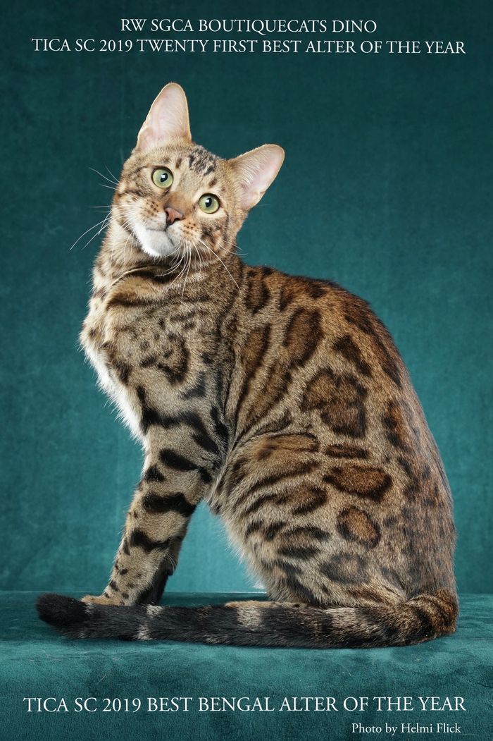 Bengal Kittens for Sale - BoutiqueCats Bengals