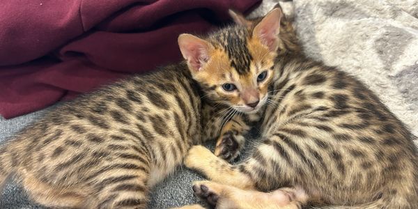 Two spotted kittens cuddling on a couch with blankets.