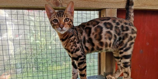 A Bengal cat standing inside a wooden enclosure with a netted window.