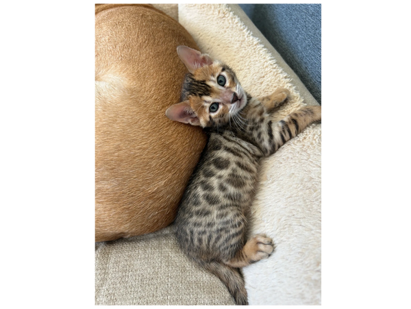 A spotted kitten lying next to a brown dog on a cozy bed.