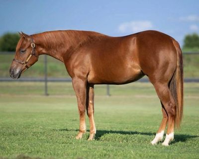 NRHA AQHA APHA Reining Horse