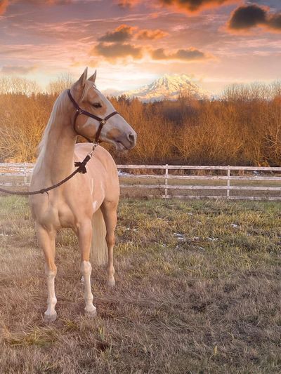 NRHA APHA reining horse