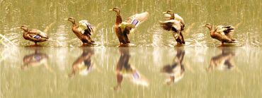 mallard duck flapping its wings in a sequence of 5 images and refelctions