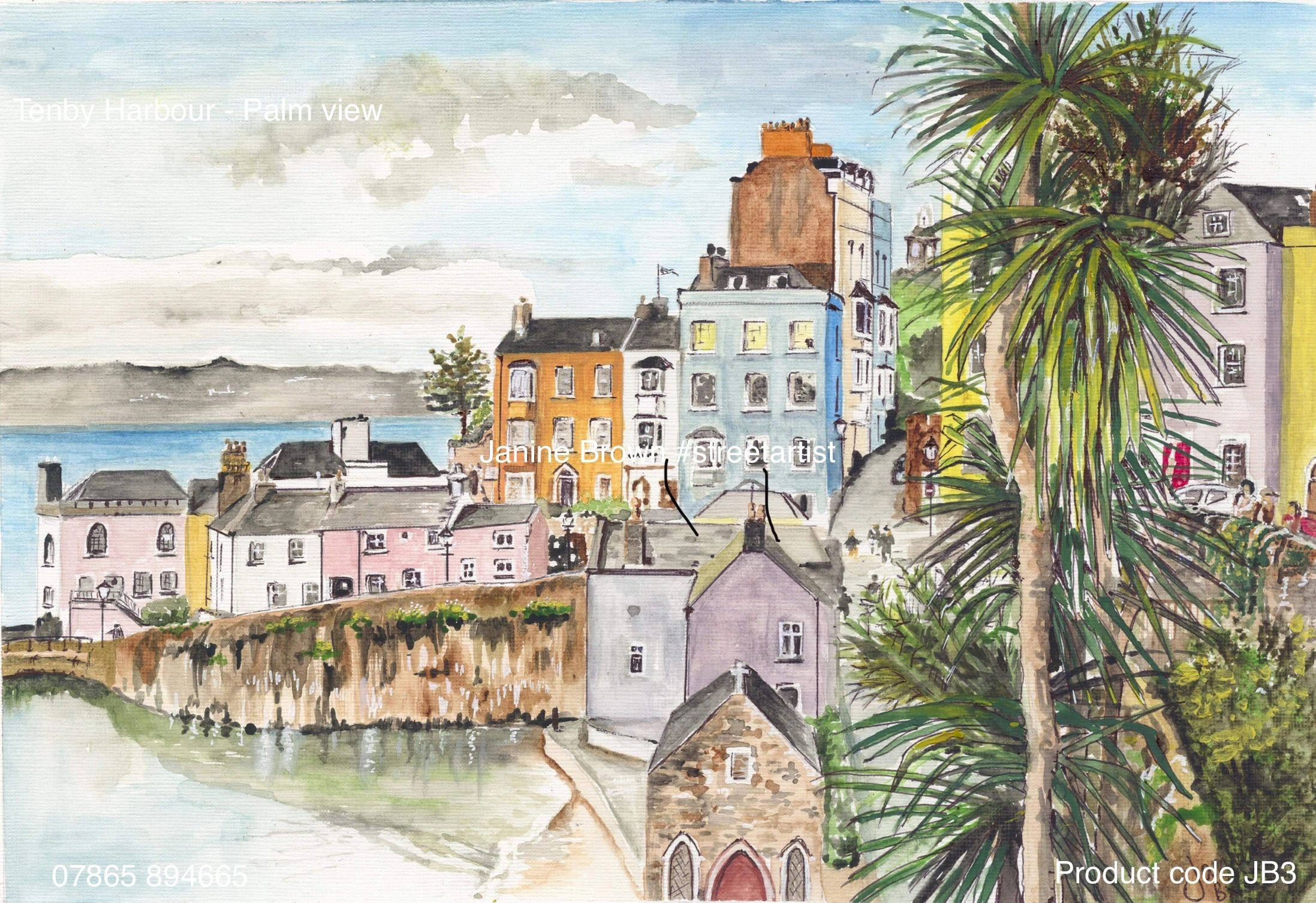 Tenby Harbour Palm, Tenby, Pembrokeshire. JB3