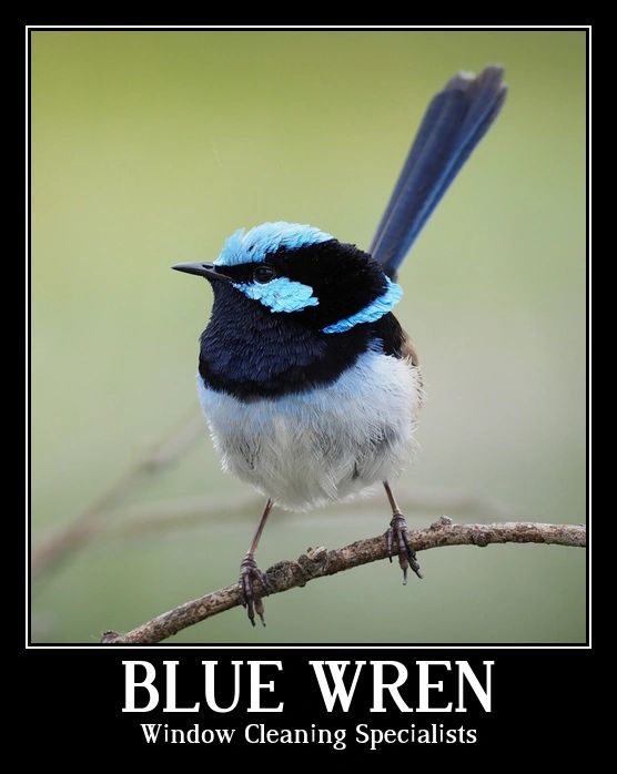 Blue Wren Window Cleaning Specialists