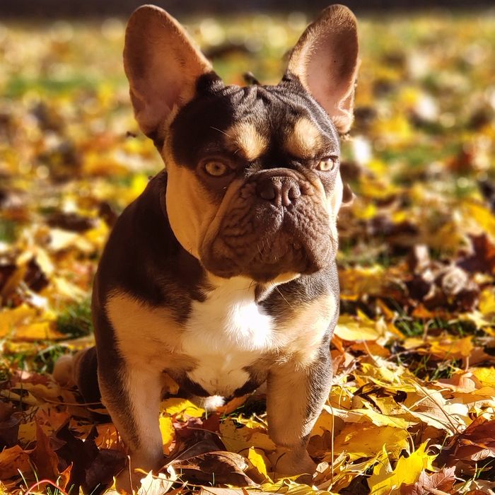Mid Michigan Frenchies Breeder Saginaw Township North Michigan