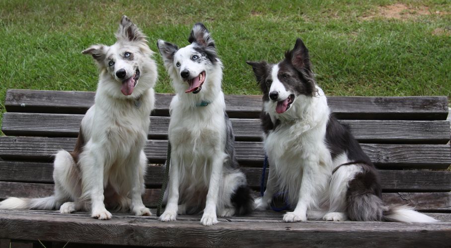 Border Collies