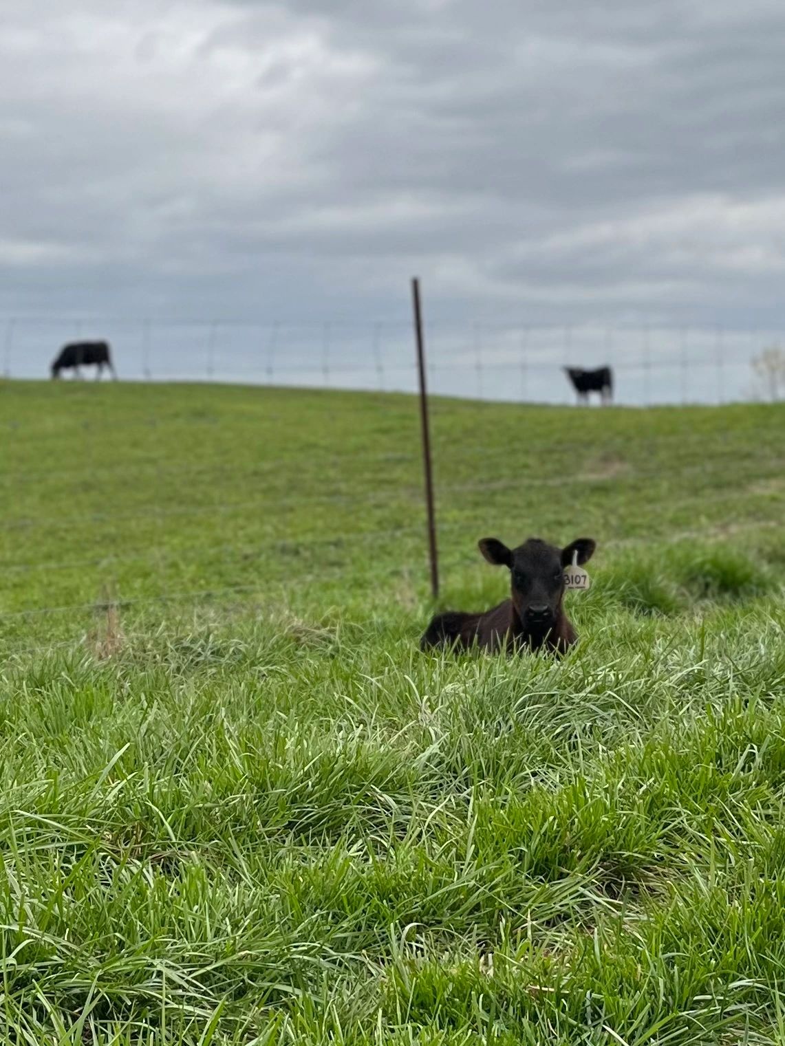 Carpenter Family Farm, LLC