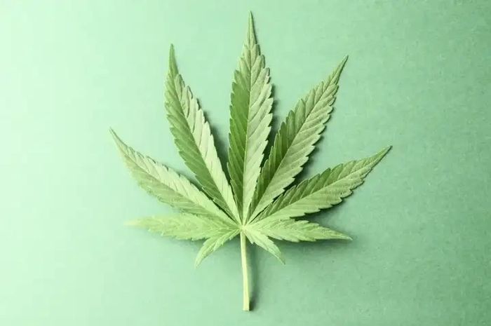A marijuana leaf on a mint green background