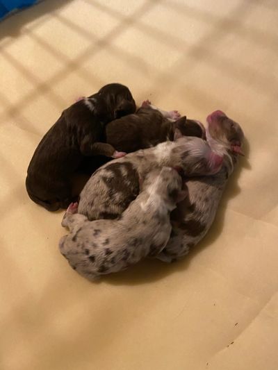 A group of newborn puppies sleeping closely together on a light surface.